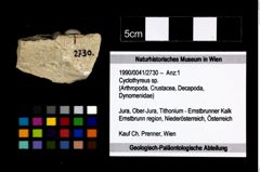 Foto (Objekt + Etikett) von Cyclothyreus sp.  (NHMW-GEO-1990-0041-2730)